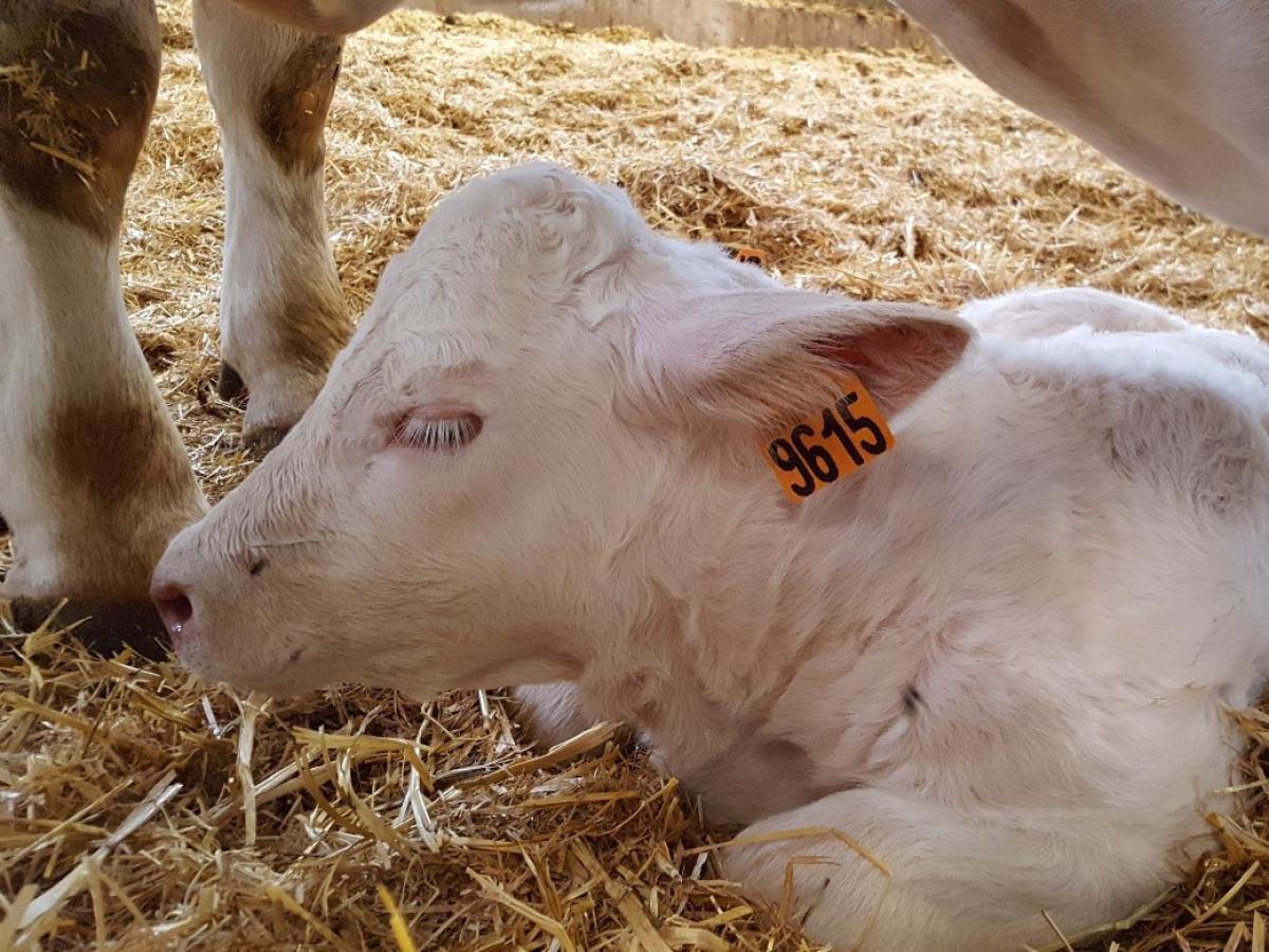 Lutte contre la BVD