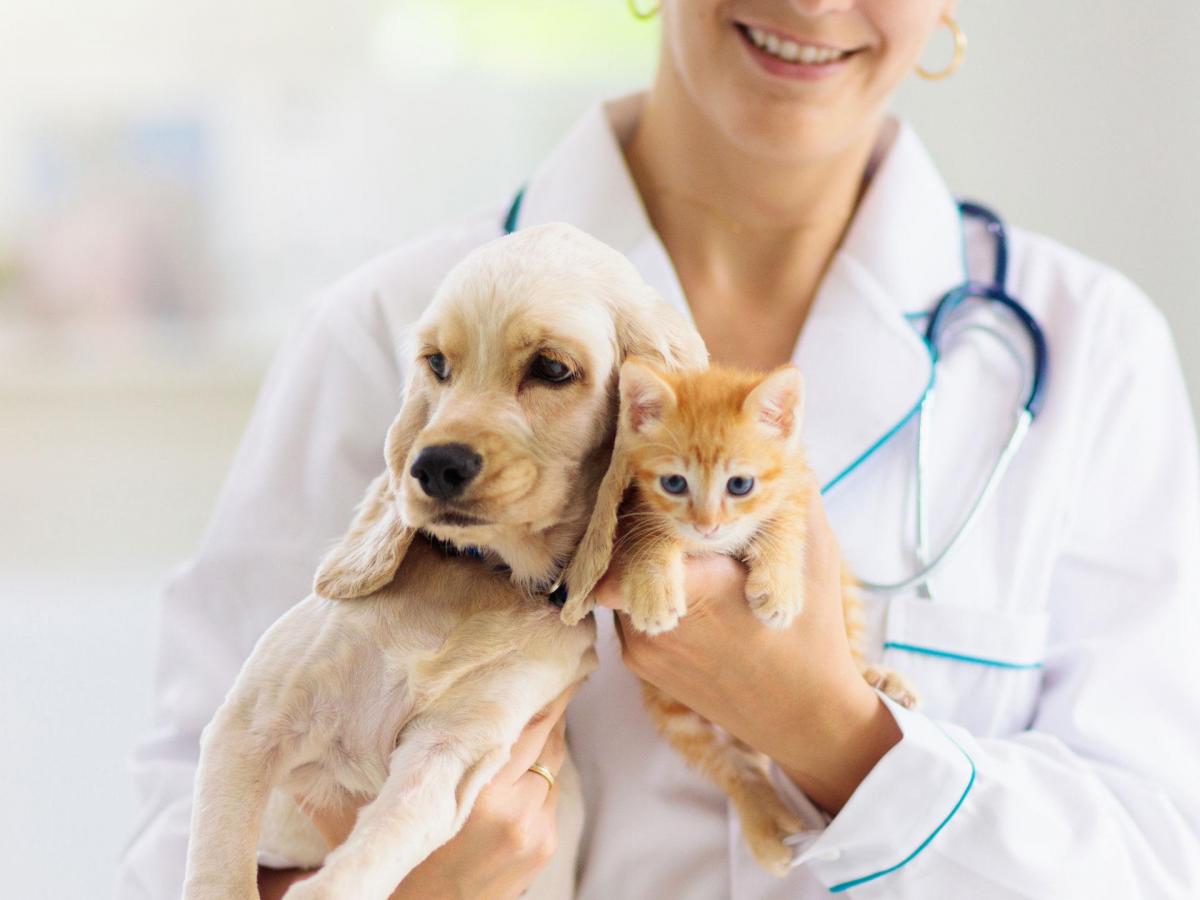 Analyses vétérinaires chiens et chats - Agrivalys71