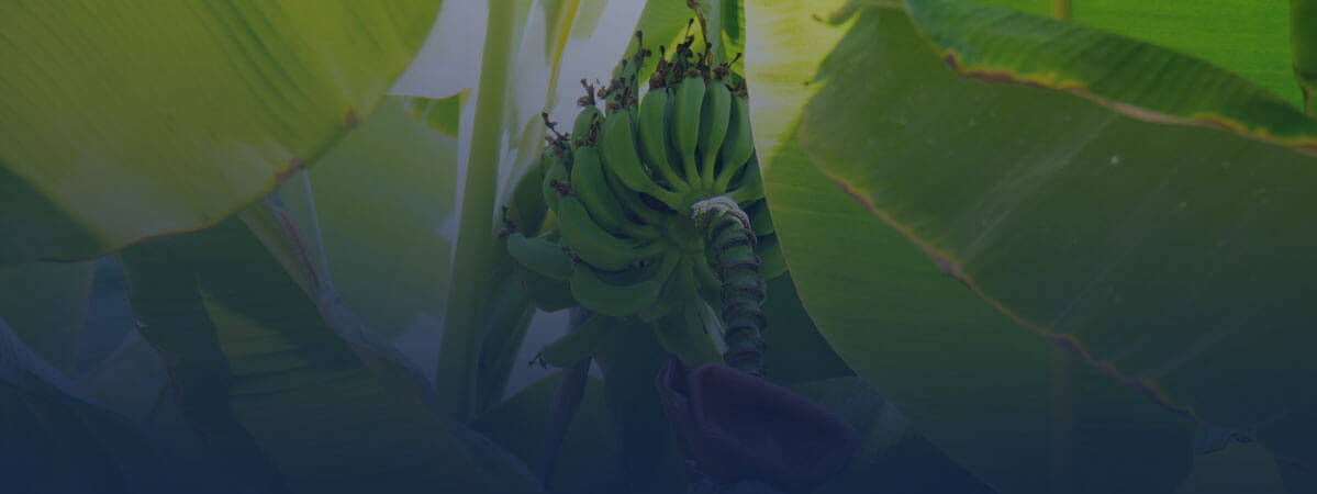 Laboratoire départemental d'analyses en santé végétale des bananiers et plantes herbacées