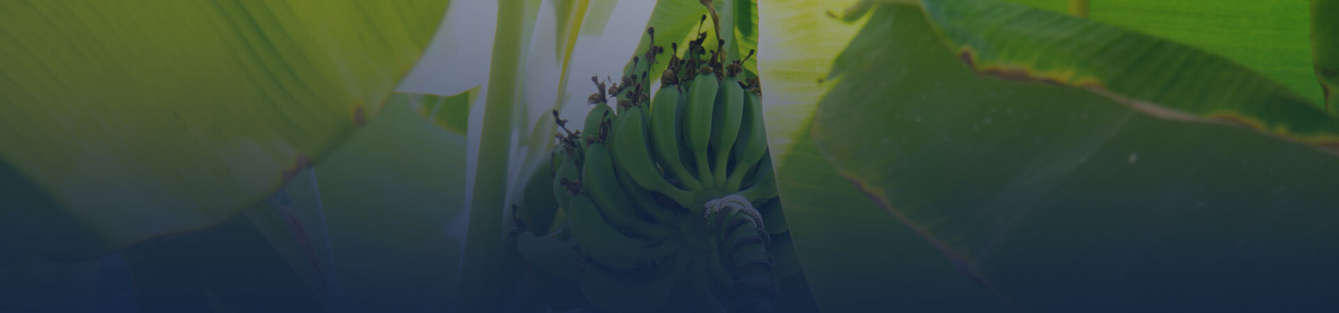 Departmental laboratory for plant health analyzes of herbaceous and banana plants