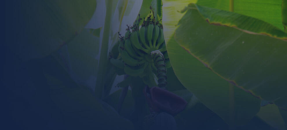 Departmental laboratory for plant health analyzes of herbaceous and banana plants