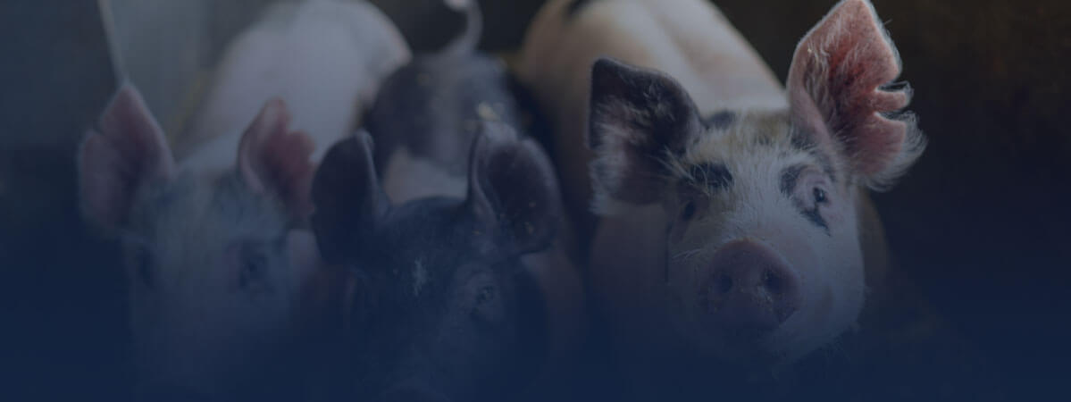 Laboratoire départemental d'analyses en santé animale des porcins