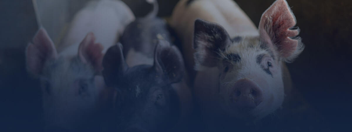 Departmental laboratory for animal health analyzes of pigs