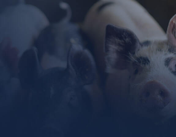 Departmental laboratory for animal health analyzes of pigs