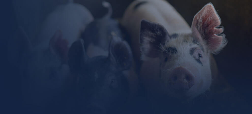 Departmental laboratory for animal health analyzes of pigs