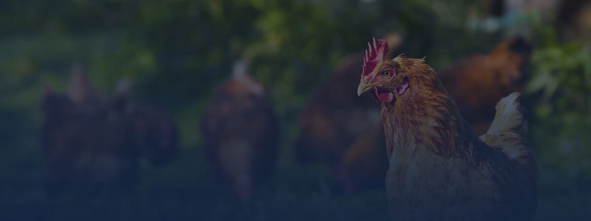 Departmental laboratory for animal health analyzes of poultry