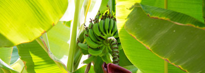 Les bananiers et/ou plantes herbacées